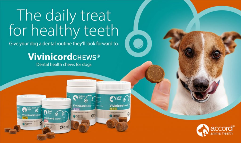 Accord Animal Health Digital Advertising Campaign