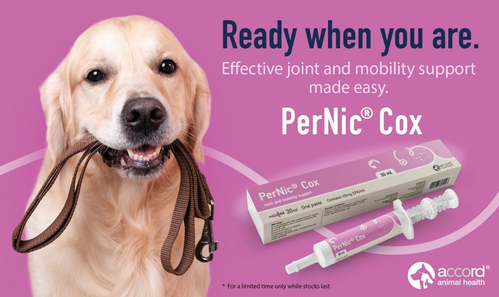 Accord Animal Health PerNic® Cox Digital Marketing Campaign